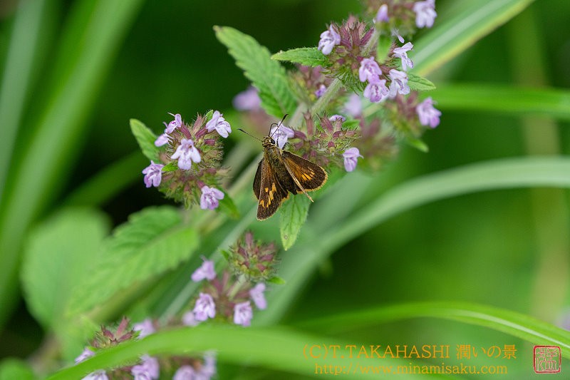 ../Images/7R240721 (223).jpg